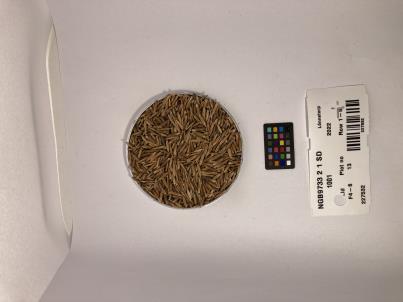 Click for 1 image(s) for this accession. SEED